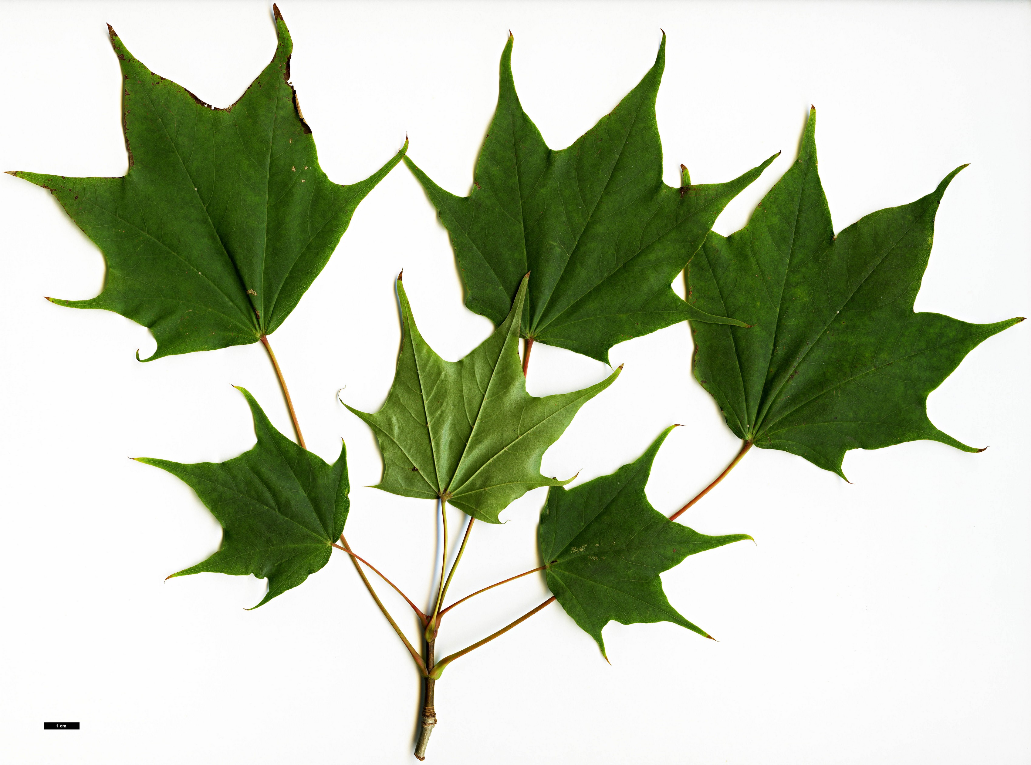 High resolution image: Family: Sapindaceae - Genus: Acer - Taxon: pictum - SpeciesSub: subsp. mono High resolution image: Family: Sapindaceae - Genus: Acer - Taxon: pictum - SpeciesSub: subsp. mono